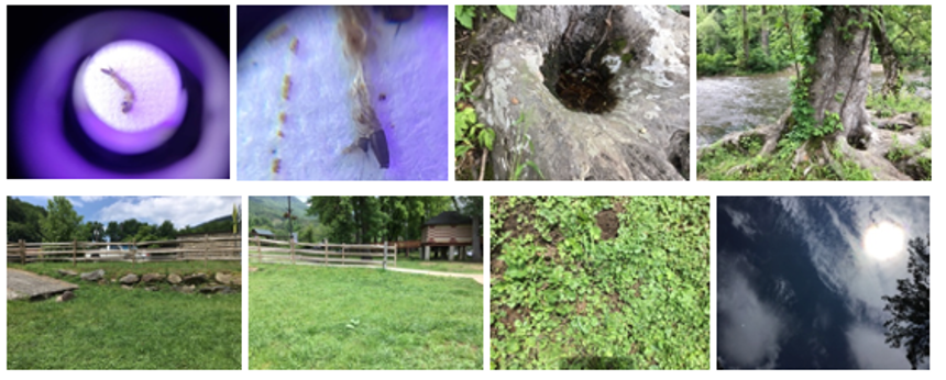 Set of observations at the same place and time, including larvae photos and images of the mosquito habitat and land cover.