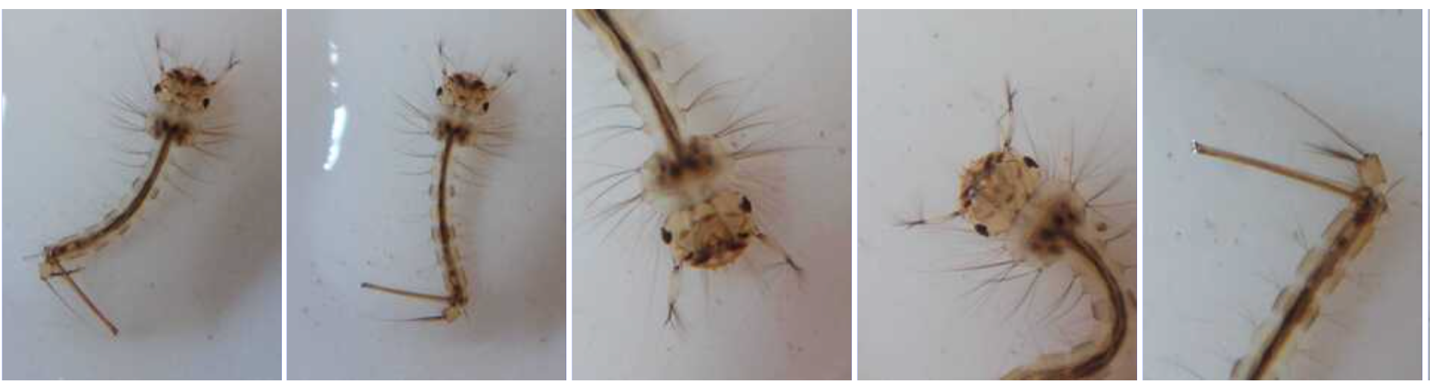 Images of larvae