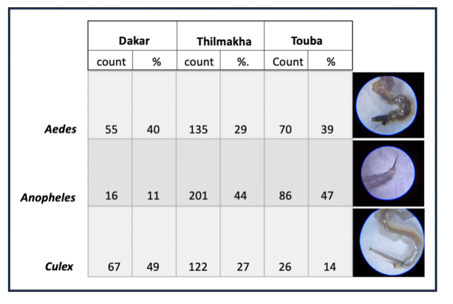 Data table showing larvae counts.