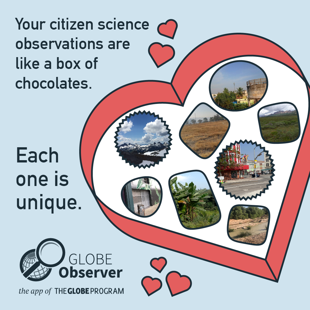 A heart-shaped box with images in it cropped to different shapes and the text, "Your citizen science observations are like a box of chocolates, each one is unique." (square format)