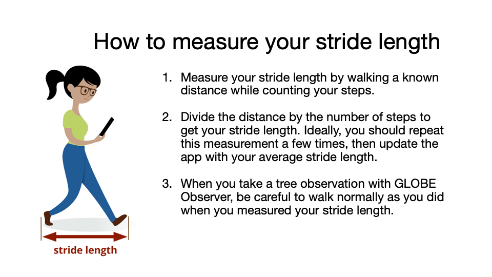How to measure your stride length. 1. Measure your stride length by walking a known distance while counting your steps. 2. Divide the distance by the number of steps to get your stride length. Ideally, you should repeat this measurement a few times, then update the app with your average stride length. 3. When you take a tree observation with GLOBE Observer, be careful to walk normally as you did when you measured your stride length.