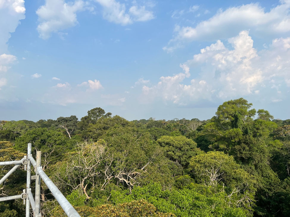 A view out across dense treetops, with a bit of the tower railing in the foreground. The sky above shows about 50% cloud coverage.