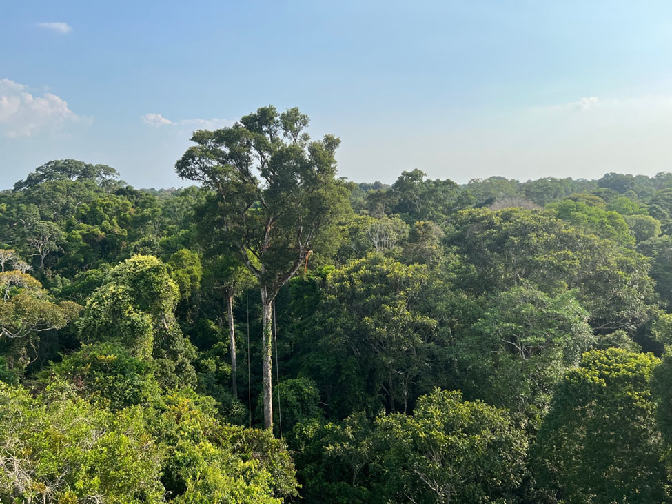 Another view out over the treetops. Most of the area is quite dense and only foliage is visible, but a gap in the middle of the photo shows two trees standing out with their trunks visible.