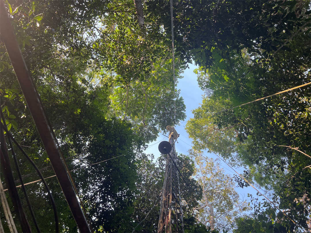 A view from the ground toward the treetops, also showing the top of the observation tower and the support lines for it.