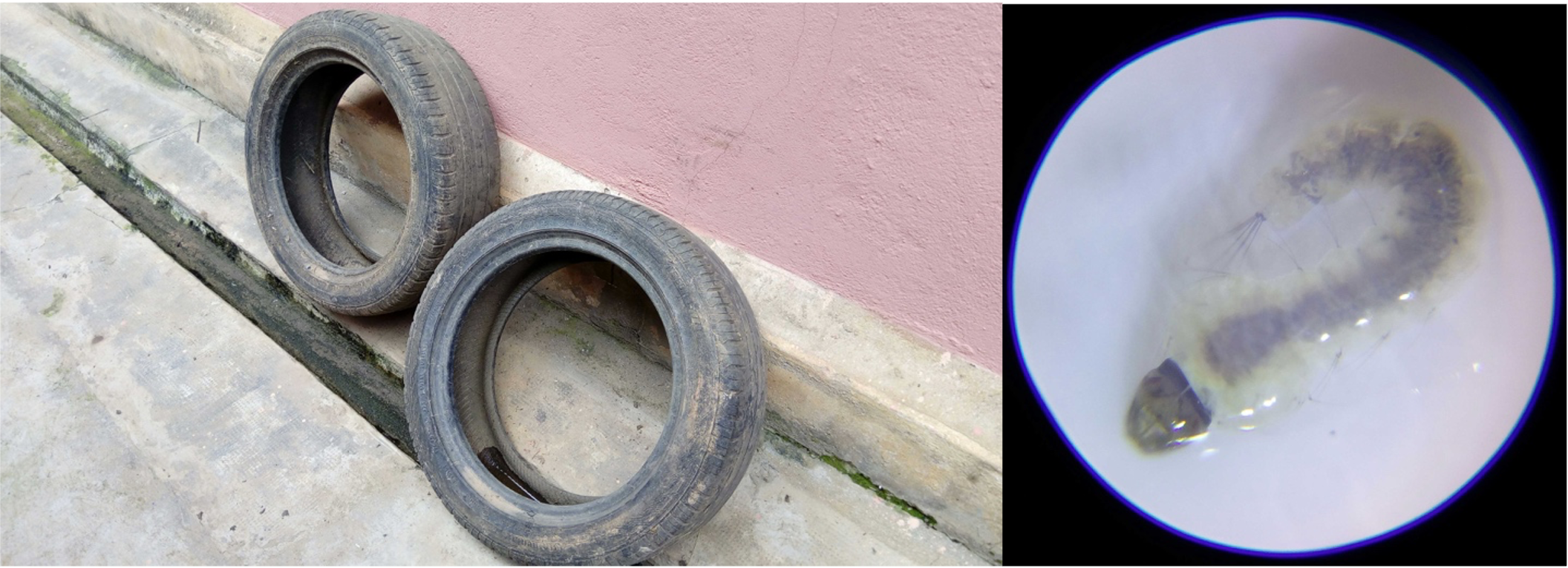 Two discarded tires leaning against a wall and a magnified image of a mosquito larva.