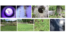 Examples of larvae, mosquito habitat and land cover photos